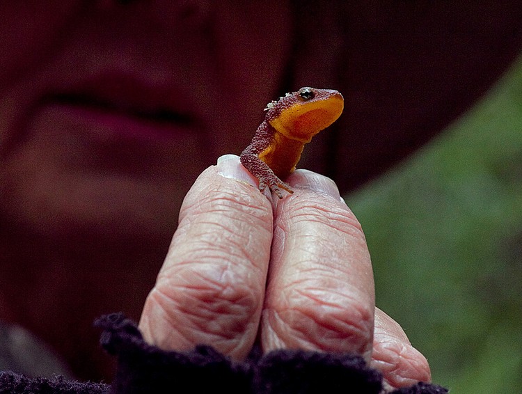 Contact With a California Newt
