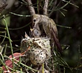 Momma Feeds Her Baby Hummingbird Chicks