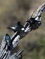 Acorn woodpeckers at Guadalupe Oaks Grove Park, San Jose