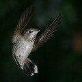 Annas hummingbird (Calypte anna)