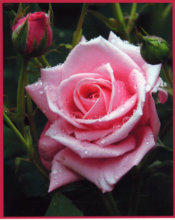 Pink Rose 2007