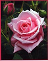Pink Rose 2007