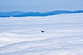 Mt. Tam Fog and Bird of Prey
