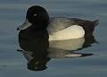Dave Lemery: Greater Scaup