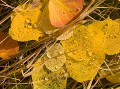 Kaz Hamano: Fallen Leaves & Dews #2