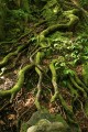Dave Herzstein: Mossy Tree Roots