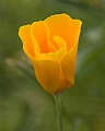Gerry Limjuco: California Poppy