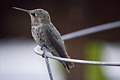 Stephen Balsbaugh: Hummingbird