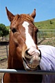 Ann Zeise: Fred, the Horse, posing for his Portrait at Indian Hills Ranch, Milpitas, CA