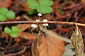 Dave Herzstein: Tiny mushrooms