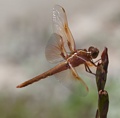 Dave Lemery: Dragonfly at Gamble Gardens