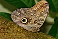 Don Marcille: Owl Butterfly (Caligo memnon)