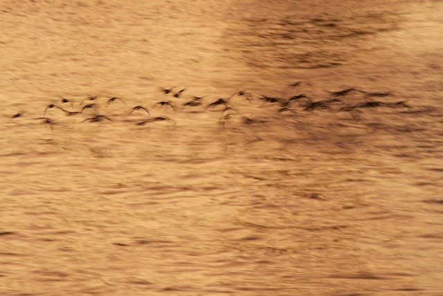 Don Marcille: Monterey Sunrise Birds