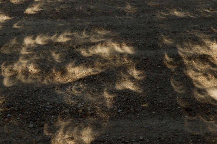 Dave Herzstein: Annular Eclipse Shadows