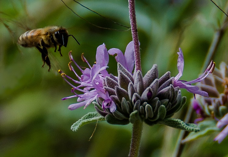 Richard Osugi: Spring - The Honeybee's Favorite Season of the Year