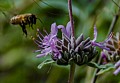 Richard Osugi: Spring - The Honeybee's Favorite Season of the Year