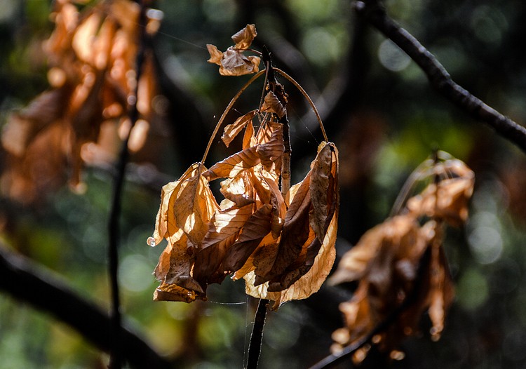 Richard Osugi: Dry Leaves