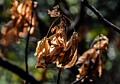 Richard Osugi: Dry Leaves