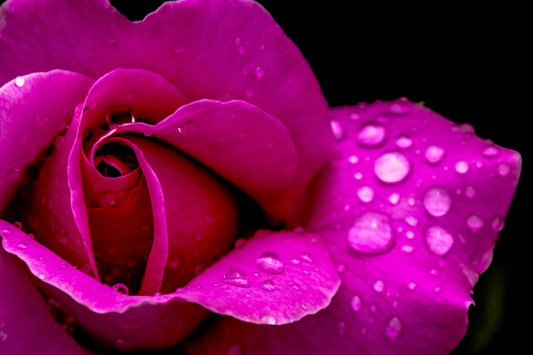Melanie Lewert: Rain-Kissed Rose