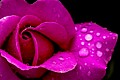 Melanie Lewert: Rain-Kissed Rose