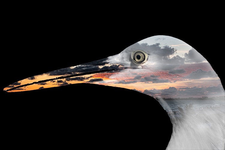 Brian Weis: Florida Sunset In the Eyes of a Snowy Egret