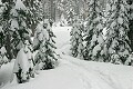 Dave Herzstein: Snowshoe Trail