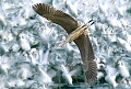 Kaz Hamano: Great Blue Heron Flew Over the Snow Geese