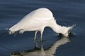 Dave Herzstein: Feeding Egret<br />